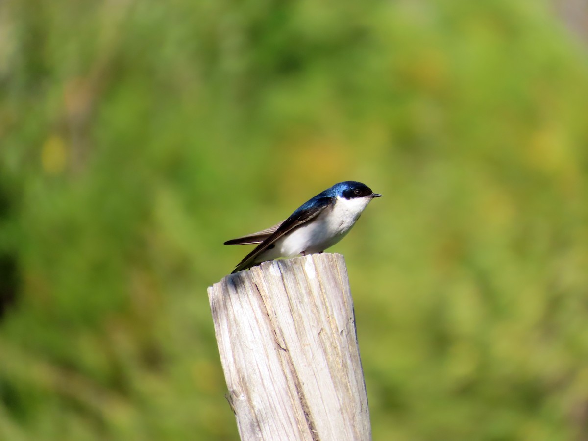 Chileschwalbe - ML646634302