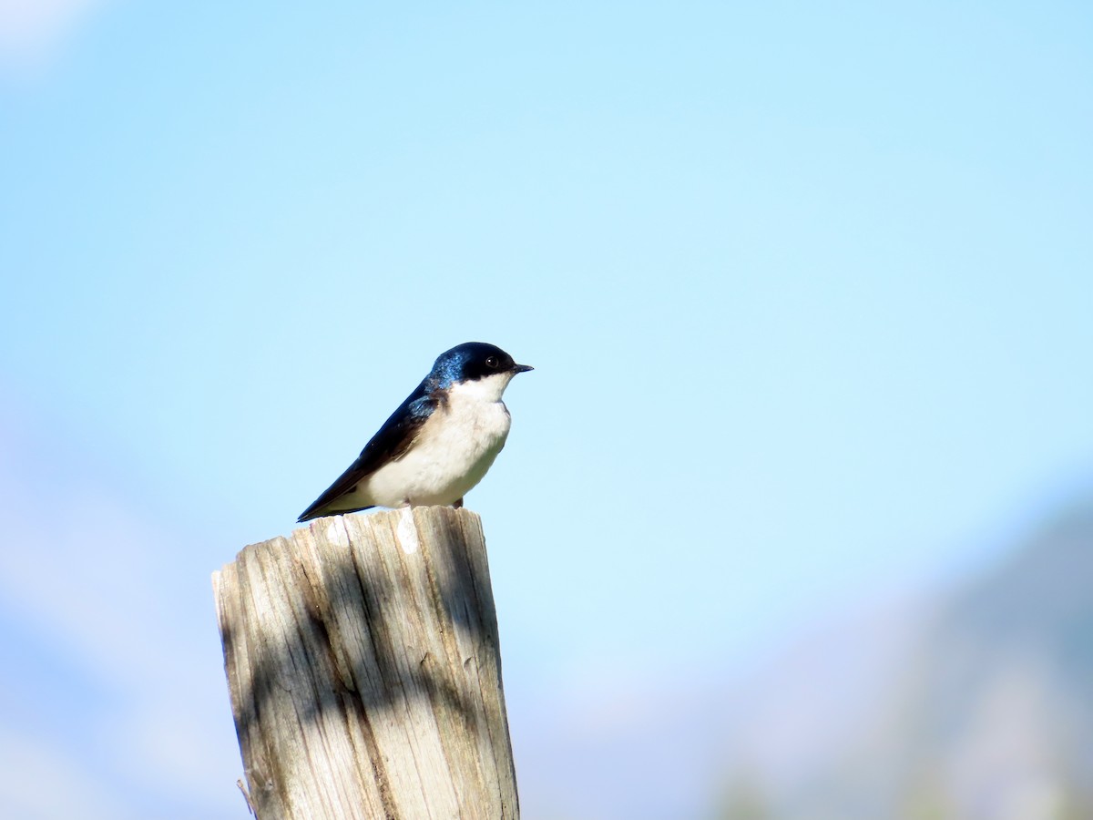 Chileschwalbe - ML646634303