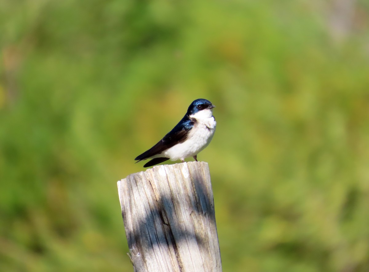 Chileschwalbe - ML646634304