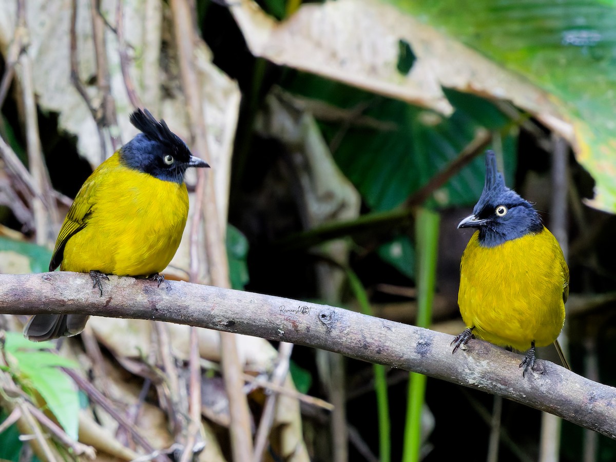 Black-crested Bulbul - ML646634305