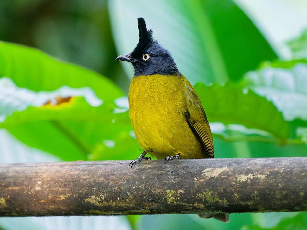 Black-crested Bulbul - ML646634306
