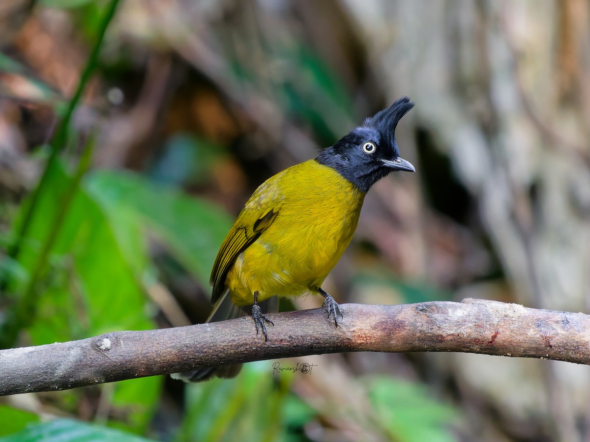 Black-crested Bulbul - ML646634307
