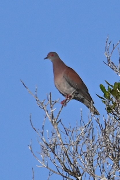 Pale-vented Pigeon - ML646634308