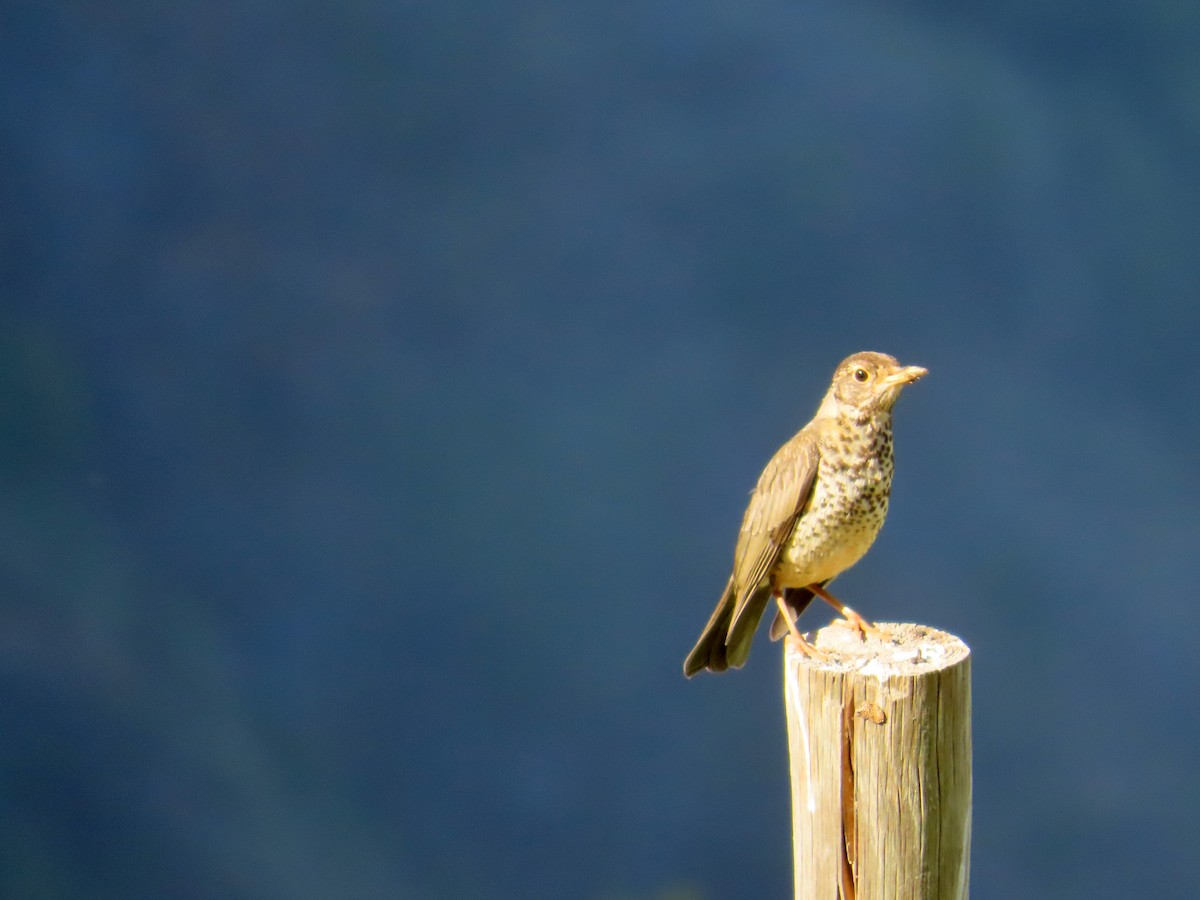 Magellandrossel - ML646634309