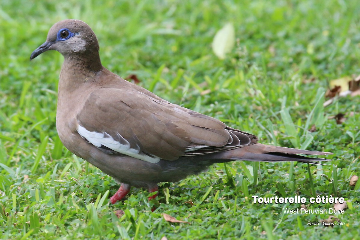 Perutaube - ML646634310