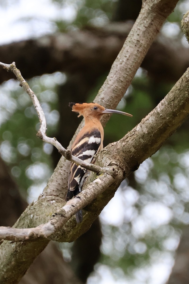 Common Hoopoe - ML646634312