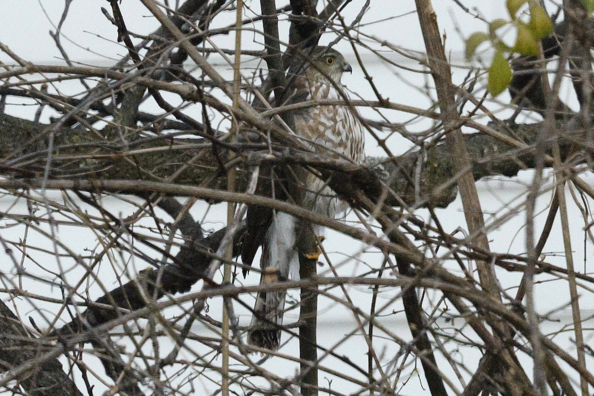 Sharp-shinned Hawk - ML646634313