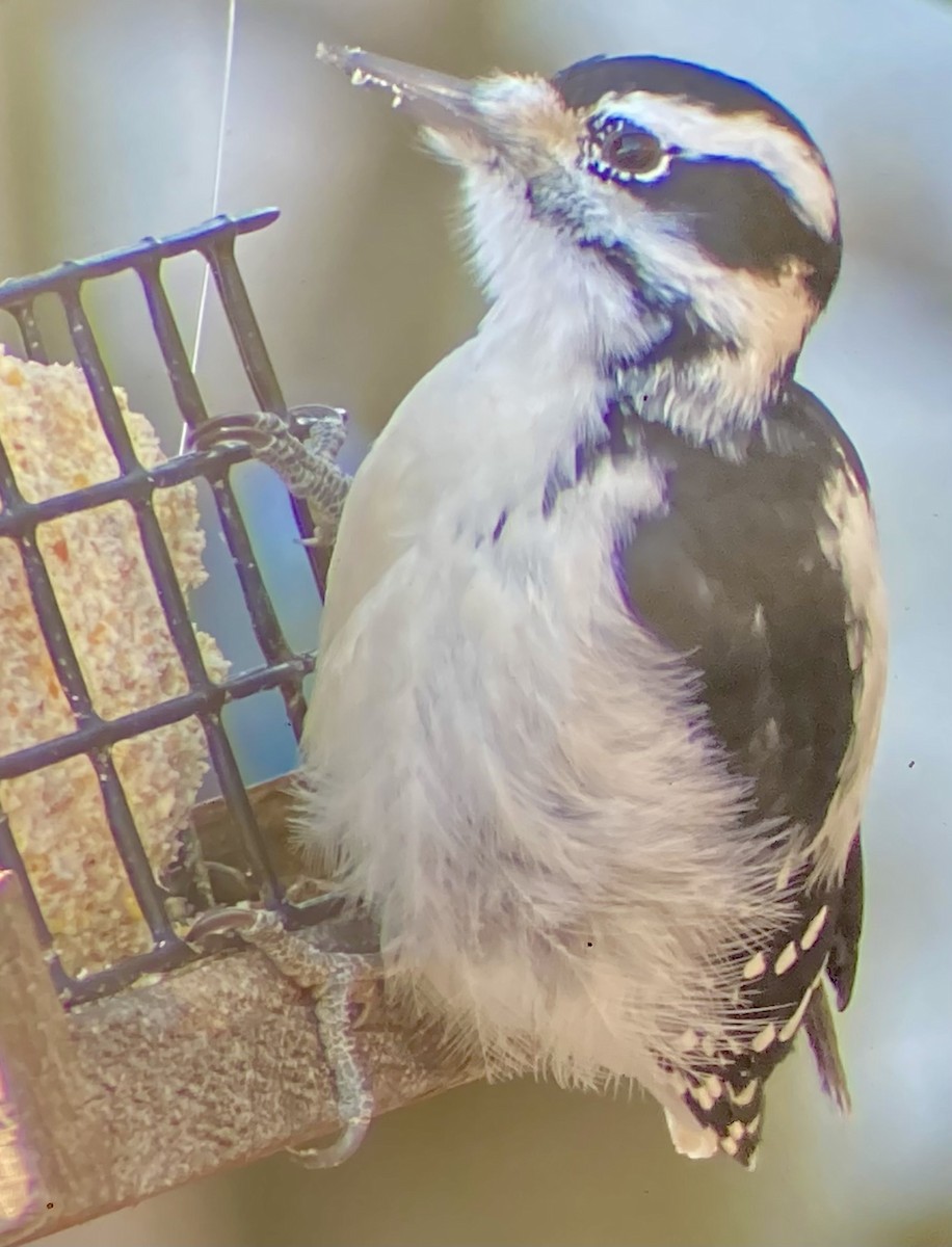 hårspett (villosus gr.) - ML646634314