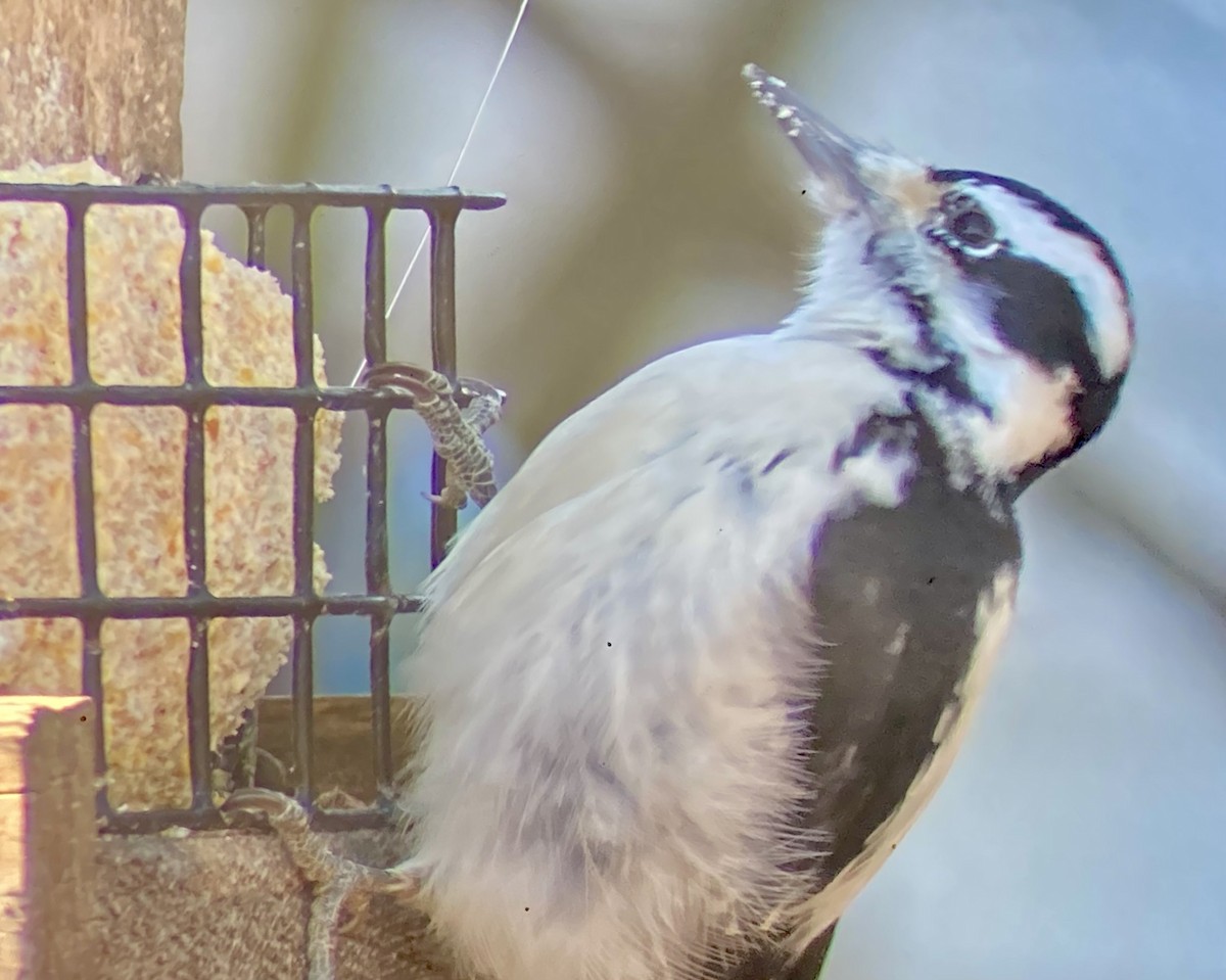 hårspett (villosus gr.) - ML646634315