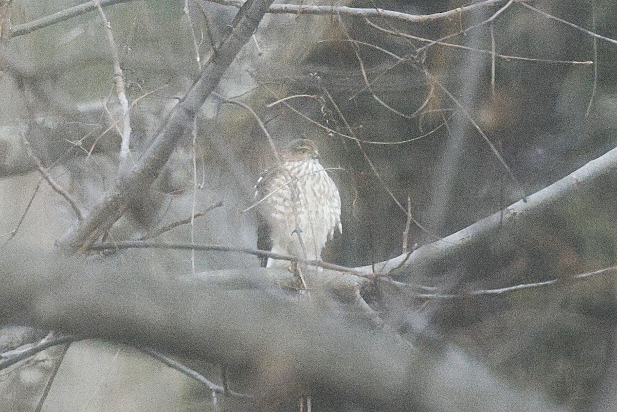Sharp-shinned Hawk - ML646634317