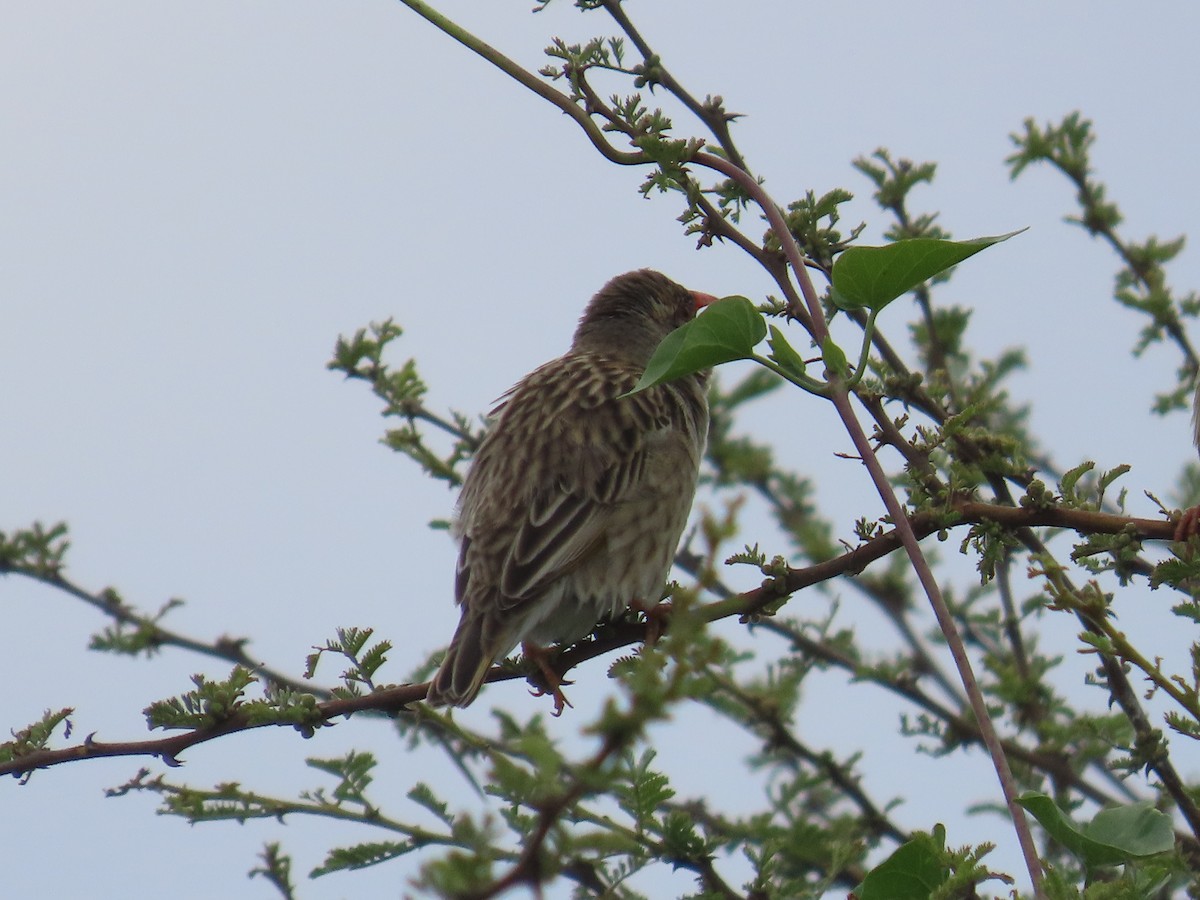 Red-billed Quelea - ML646634318