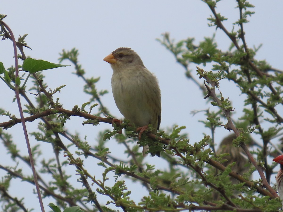 Red-billed Quelea - ML646634319