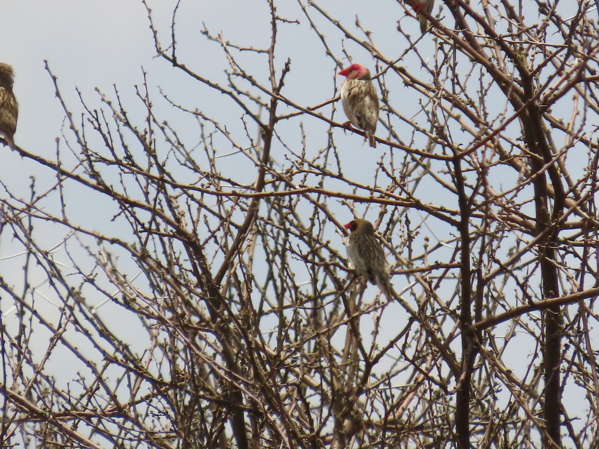 Red-billed Quelea - ML646634320