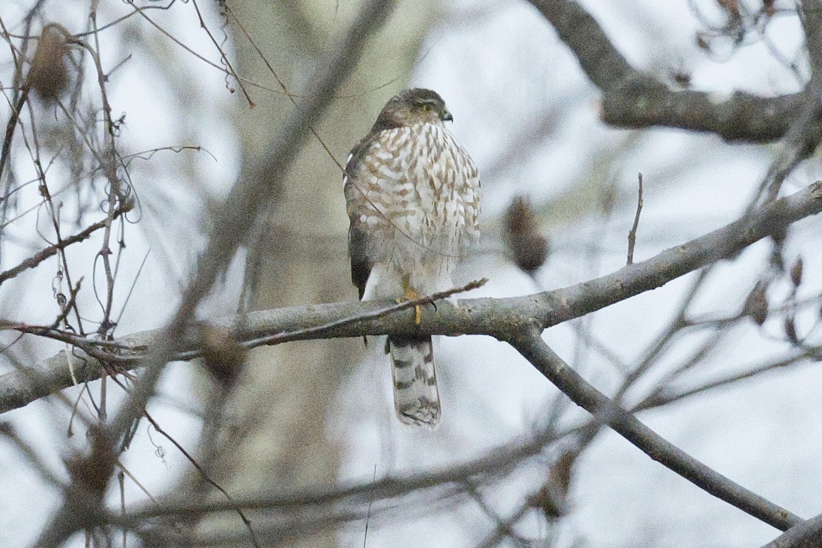 Sharp-shinned Hawk - ML646634321
