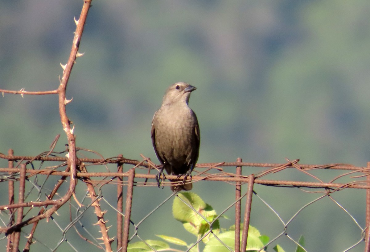 Seidenkuhstärling - ML646634322