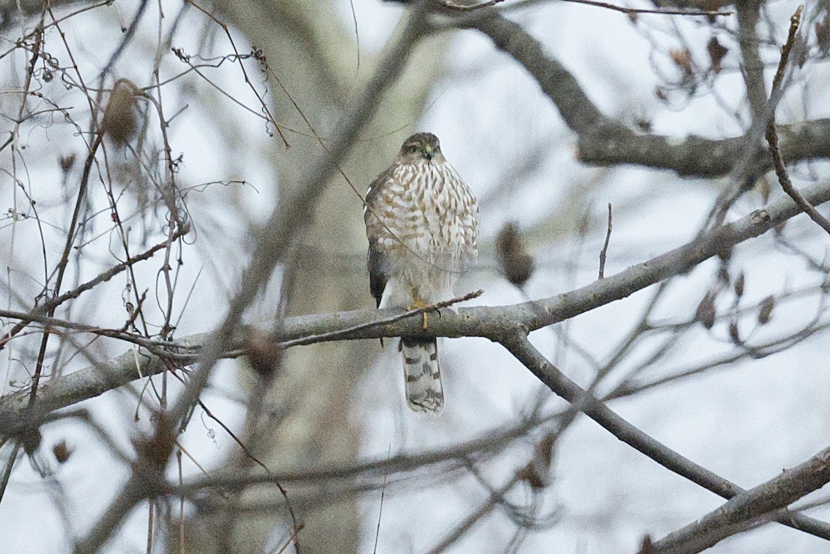 Sharp-shinned Hawk - ML646634324