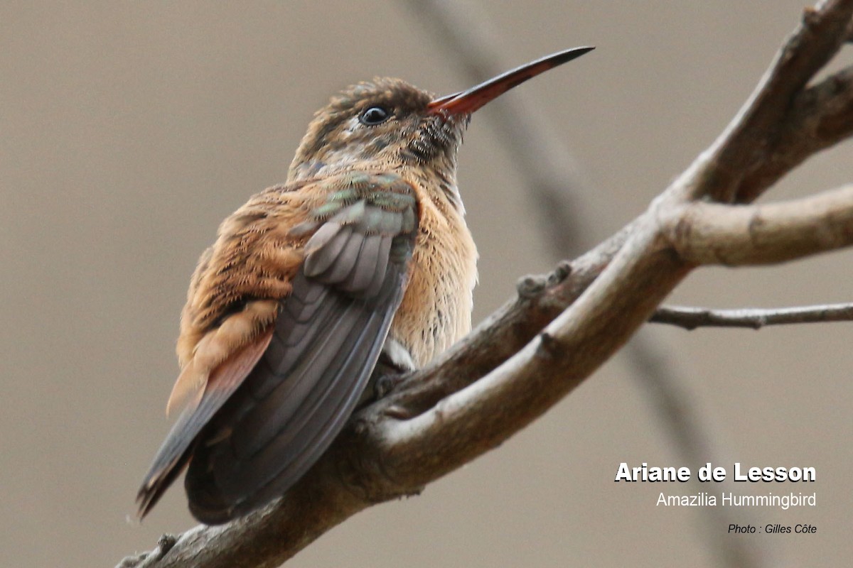 Rostbauchamazilie - ML646634325