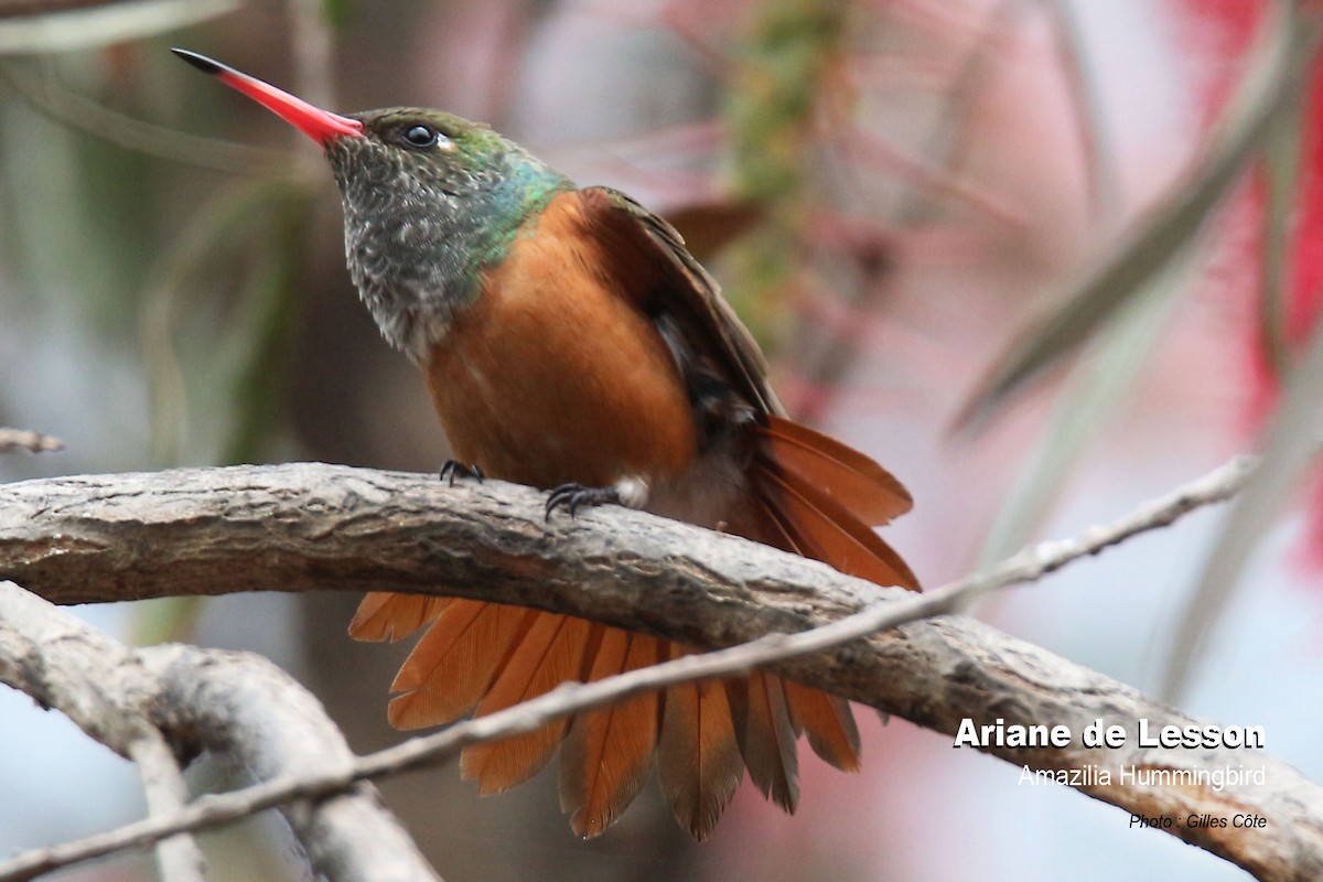 Rostbauchamazilie - ML646634326