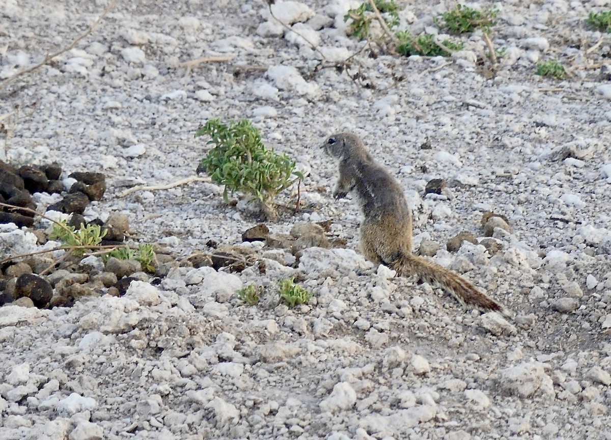 Southern African Ground Squirrels - ML646634327