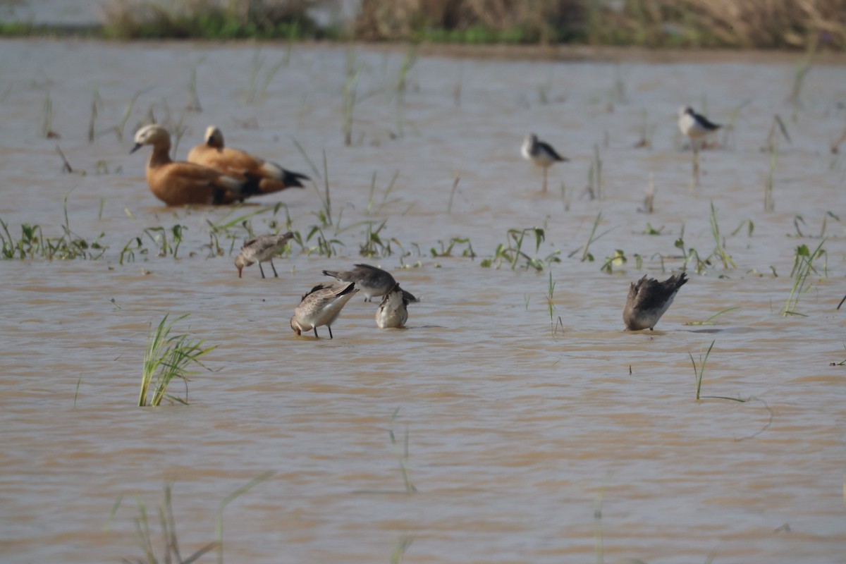 Uferschnepfe - ML646634328