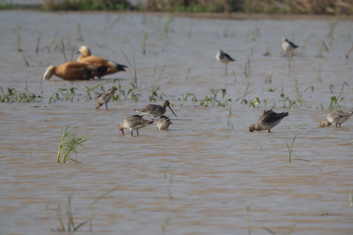 Uferschnepfe - ML646634330