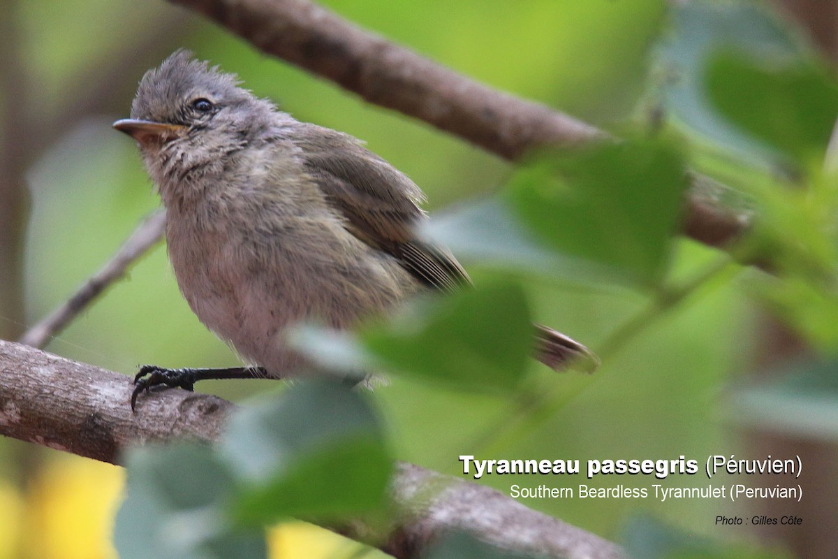 Haubenkleintyrann - ML646634333