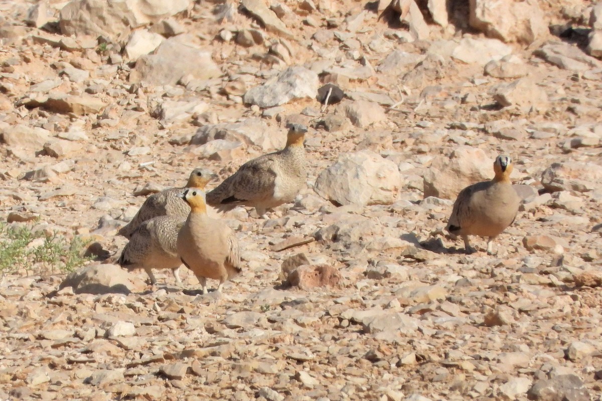 Ganga koroaduna - ML646634440