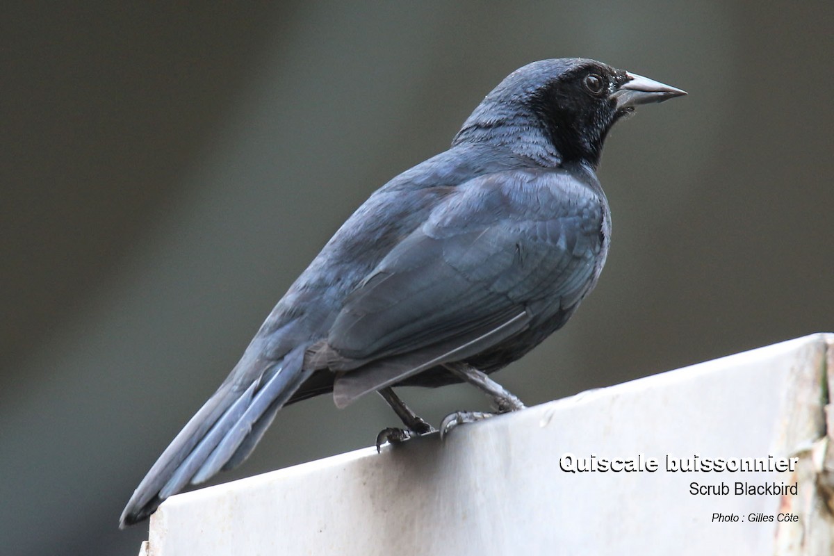 Buschstärling - ML646634442