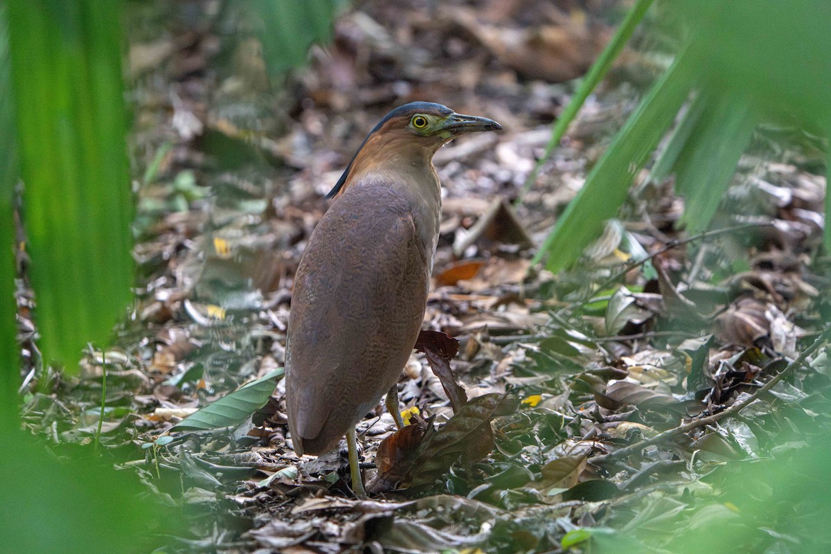 Malay Gece Balıkçılı - ML646634443