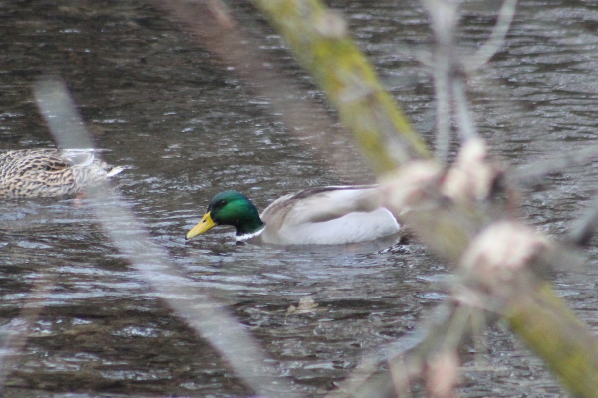 Крижень звичайний - ML646634445