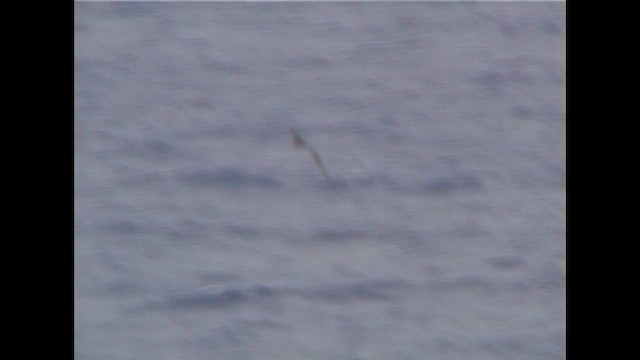 Тайфунник-провісник - ML646634446