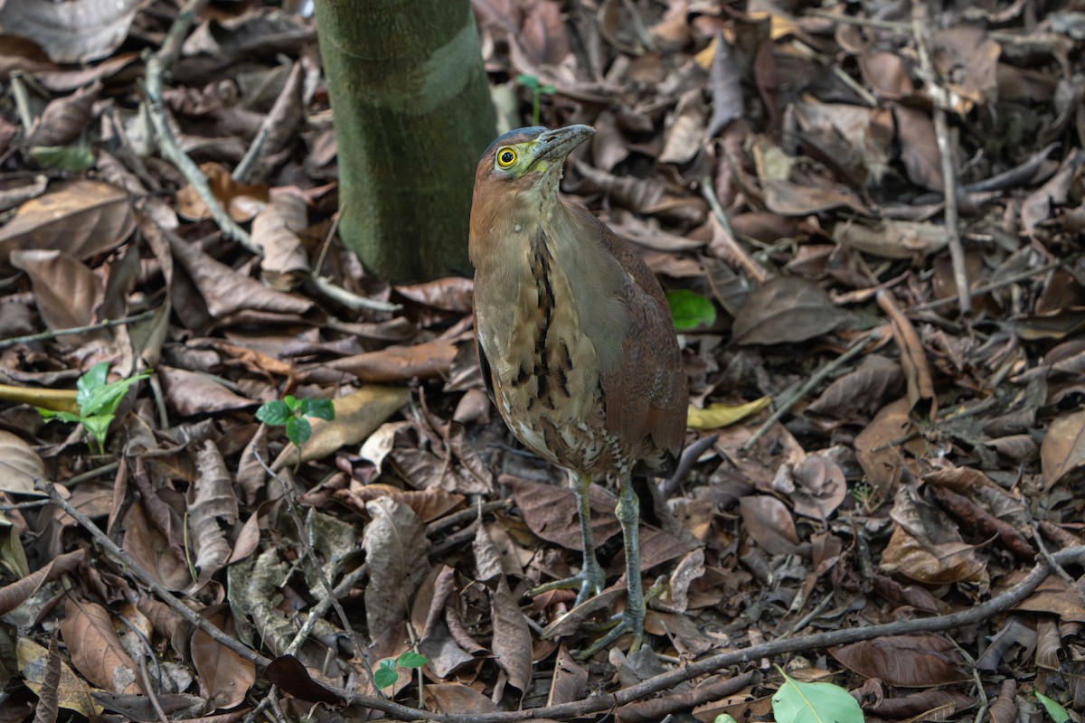 Malay Gece Balıkçılı - ML646634447
