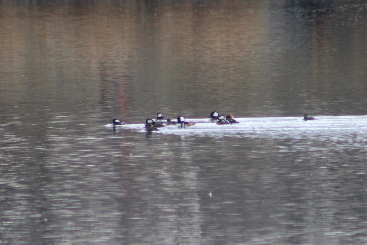 Крех жовтоокий - ML646634449