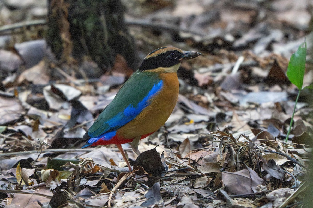Blue-winged Pitta - ML646634450