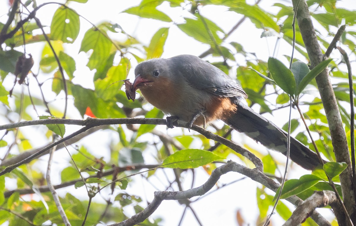 kukačka červenozobá - ML646634451