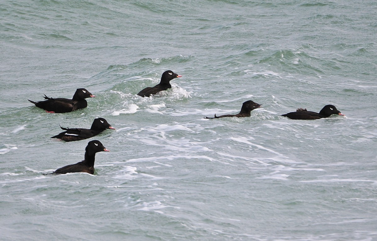 White-winged Scoter - ML646634452