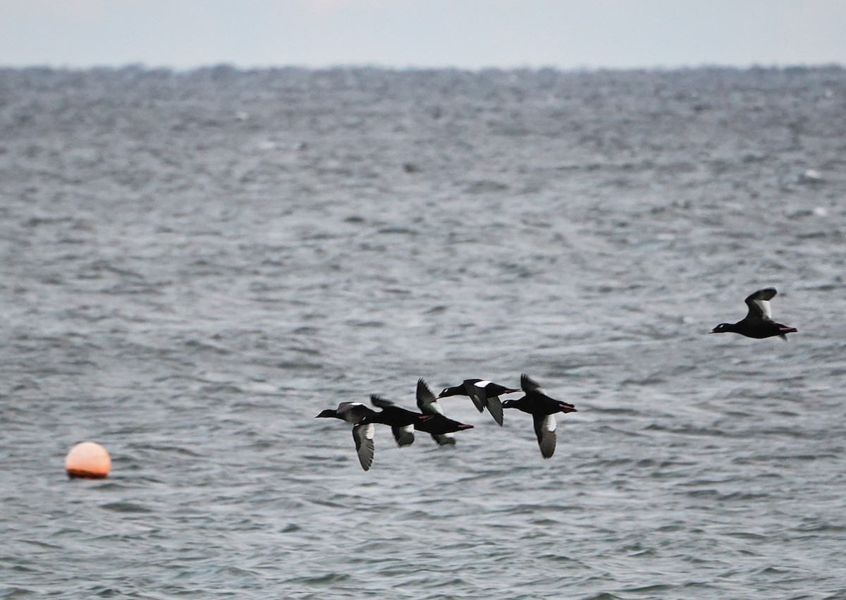 White-winged Scoter - ML646634453