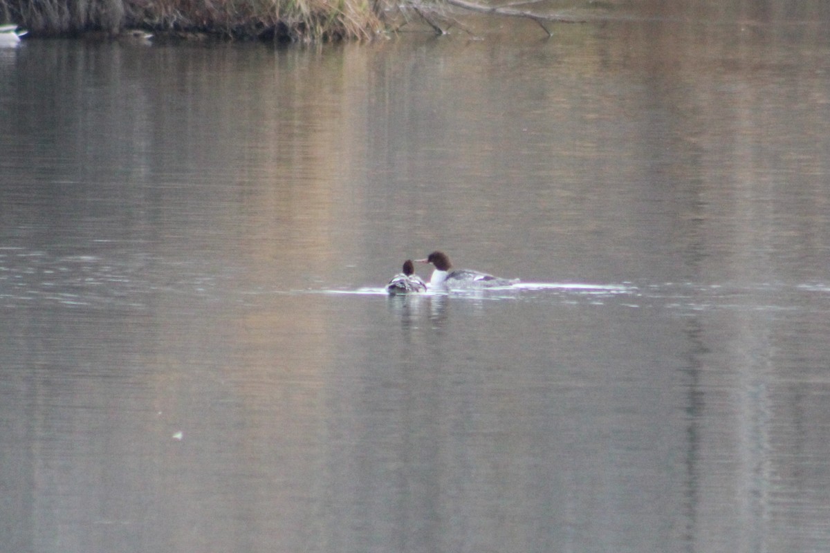 Крех великий (підвид americanus) - ML646634454