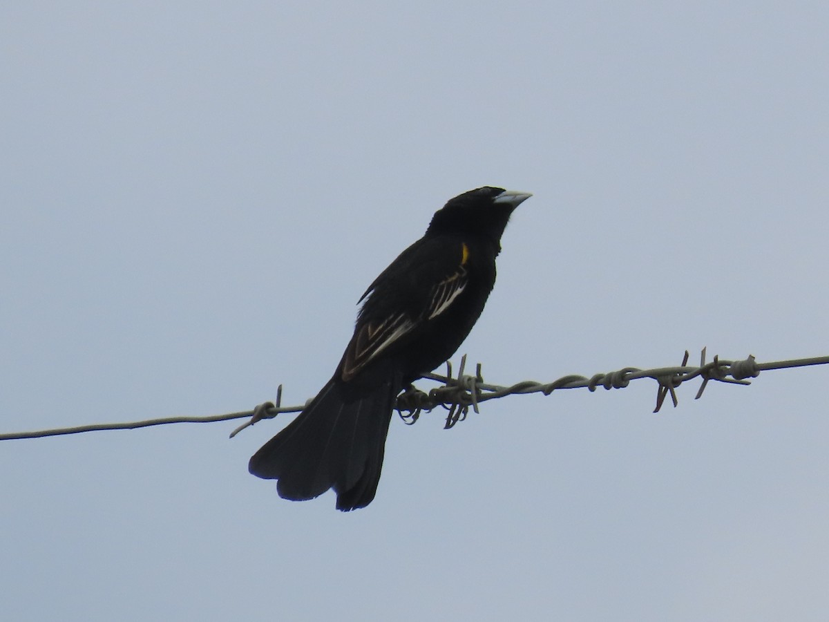 White-winged Widowbird - ML646634456