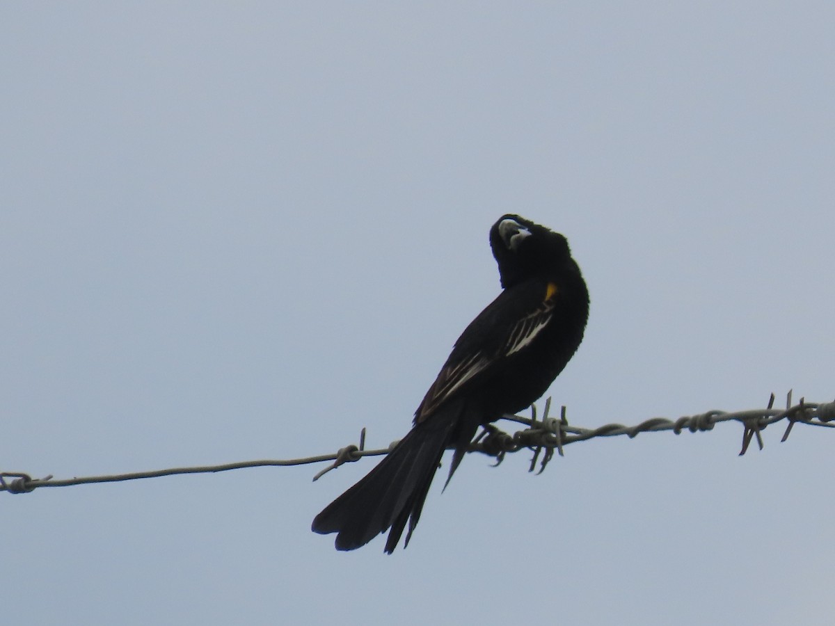 White-winged Widowbird - ML646634457