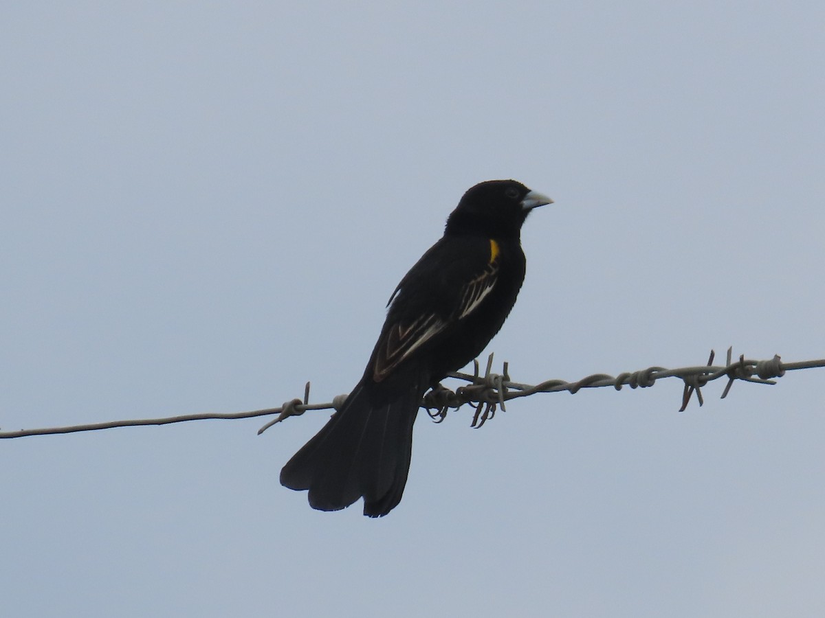 White-winged Widowbird - ML646634459