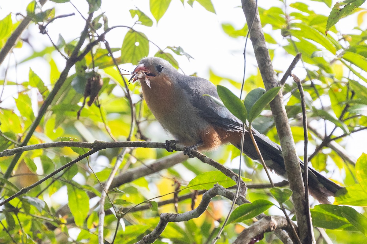 kukačka červenozobá - ML646634460