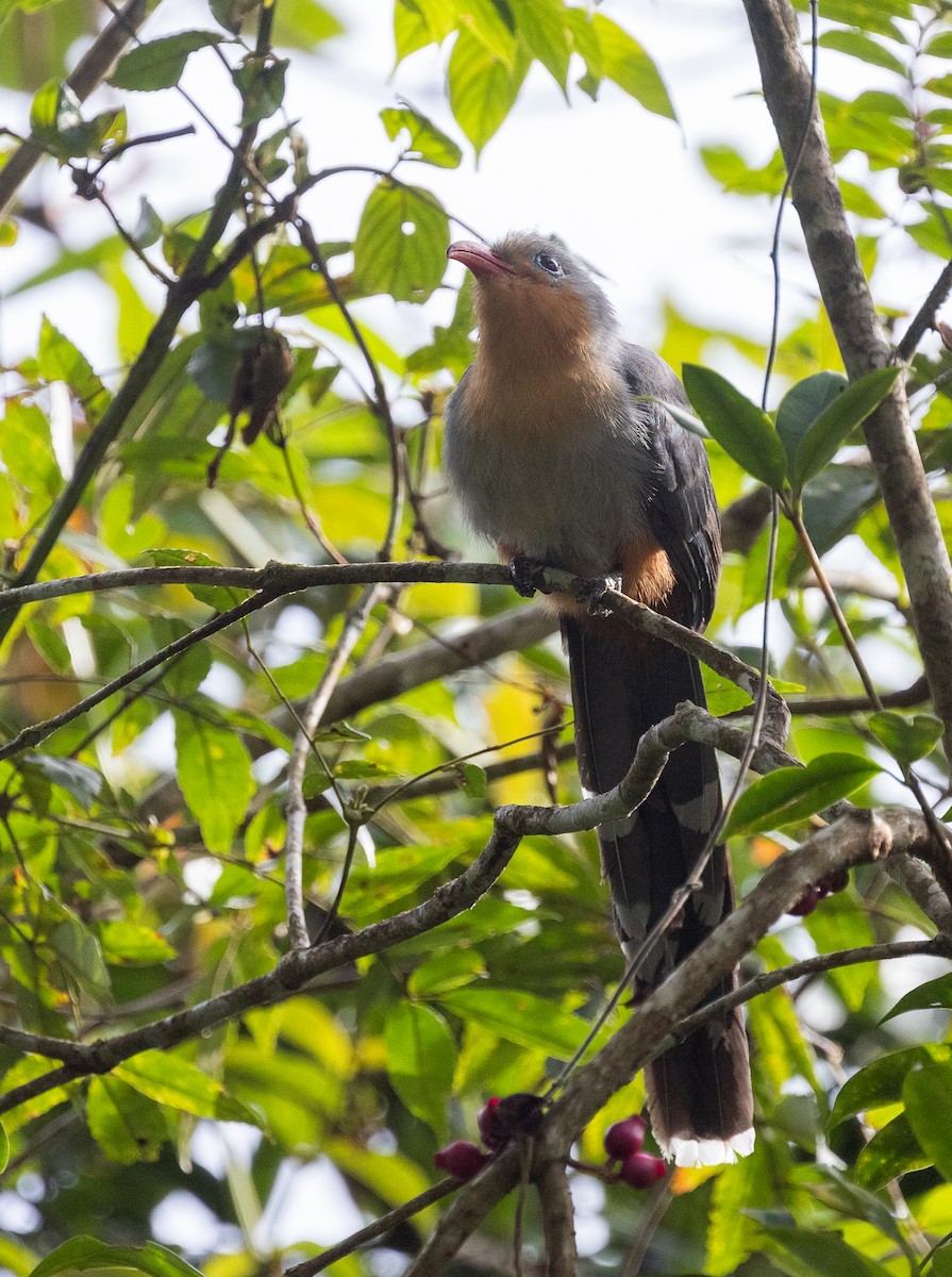 kukačka červenozobá - ML646634461