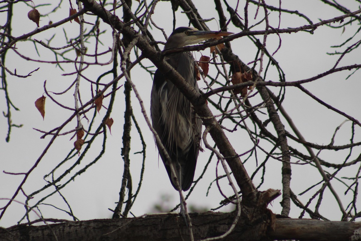Чапля північна [група herodias] - ML646634463