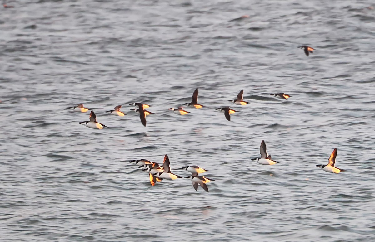 Razorbill - ML646634464