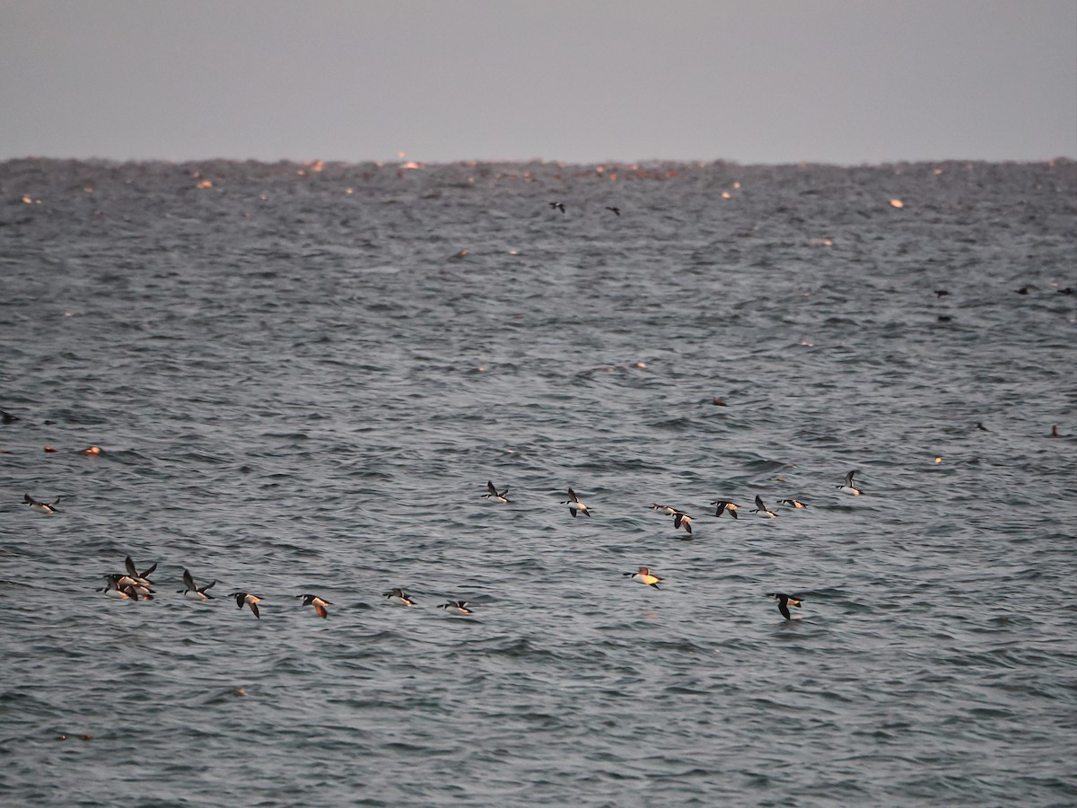 Razorbill - ML646634466