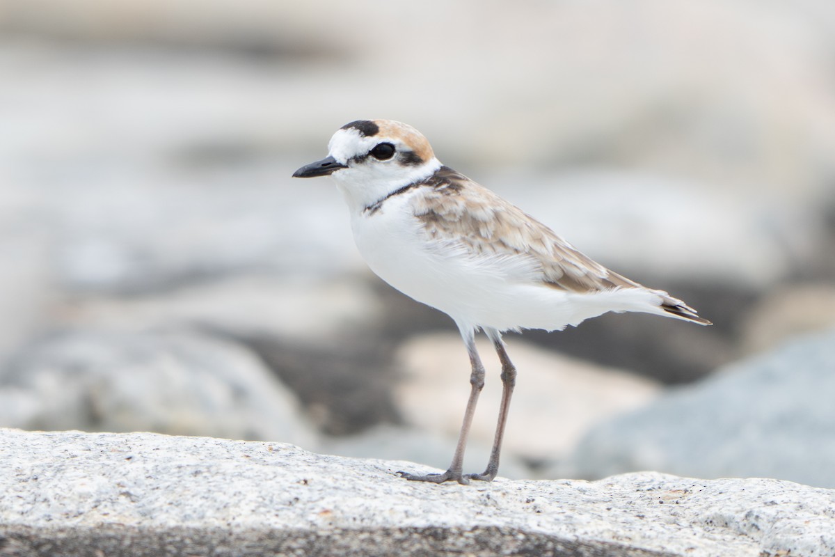 Malaysian Plover - ML646634467