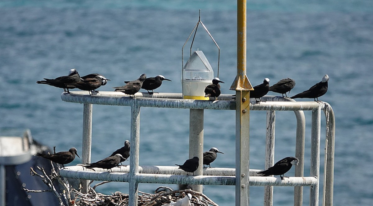 svartnoddy - ML646634468