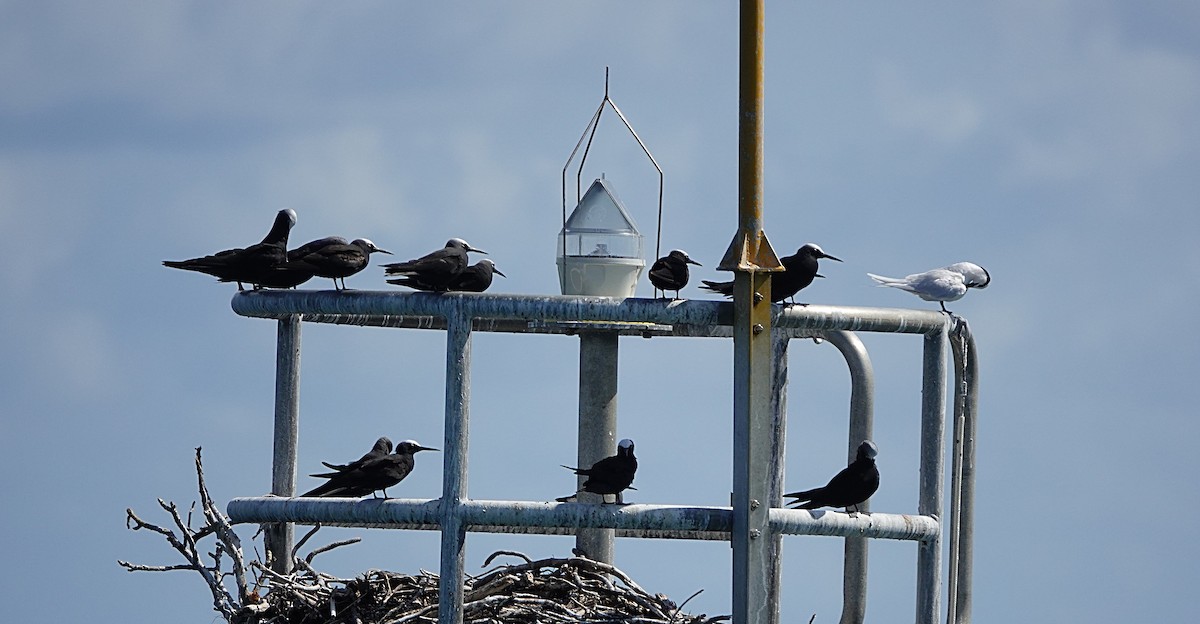 svartnoddy - ML646634469