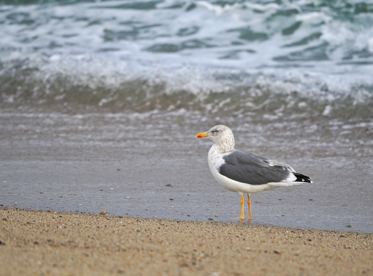 Lesser Black-backed Gull - ML646634470